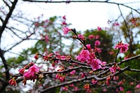 桜では無く、、梅花、、。