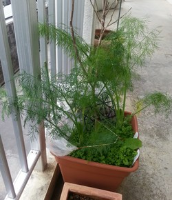 収穫はしていいの?