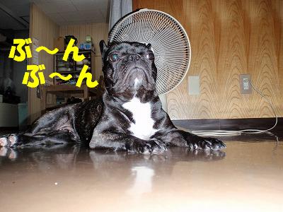 なつは・・・