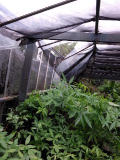 八百万の神様有り難うございました。