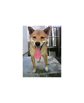 お手