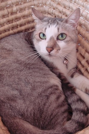 南部の猫喫茶「毛玉」へ