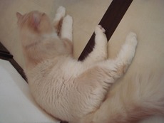 猫カフェへ!!