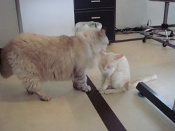 猫カフェへ!!