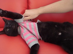 猫カフェへ!!