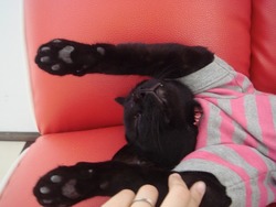 猫カフェへ!!