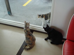 猫カフェへ!!