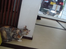 猫カフェへ!!