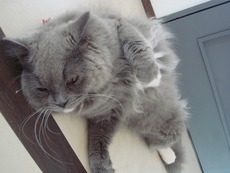 猫カフェへ!!