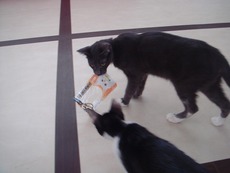 猫カフェへ!!
