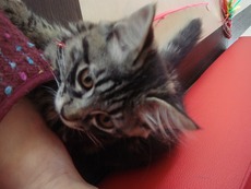 猫カフェへ!!