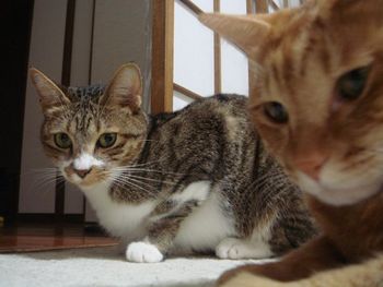 バトンにゃー