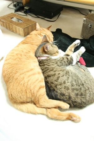 最近の我が家