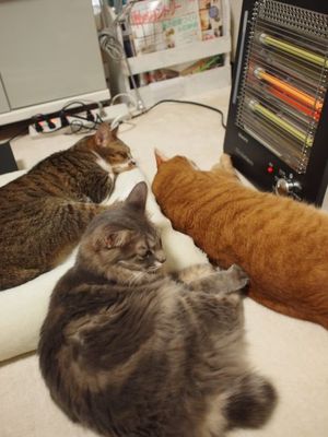 明けましておめでとうございます!