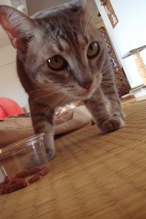 南部の猫喫茶「毛玉」へ