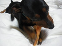 カミカミ 2008/09/13 08:45:37