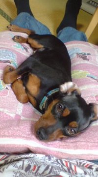 気になる耳先 2008/07/01 22:12:13