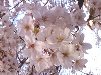 桜、満開～☆