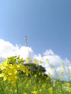菜の花
