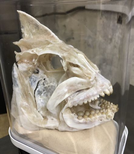 ♪♪ ええっ~~ でかいの釣ってまんがな ♪♪ ♪♪ ええっ~~ でかいの釣ってまんがな ♪♪