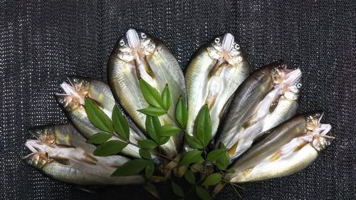 ♪♪ やっぱ 天然アユは 美味 ♪♪ ♪♪ やっぱ 天然アユは 美味 ♪♪
