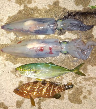♪♪ この時期 まだ釣れるケンサキイカ ♪♪ ♪♪ この時期 まだ釣れるケンサキイカ ♪♪
