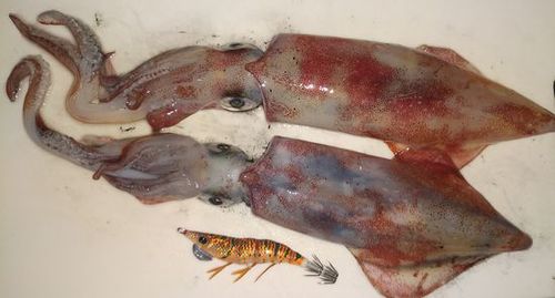 ♪♪ この時期 まだ釣れるケンサキイカ ♪♪ ♪♪ この時期 まだ釣れるケンサキイカ ♪♪