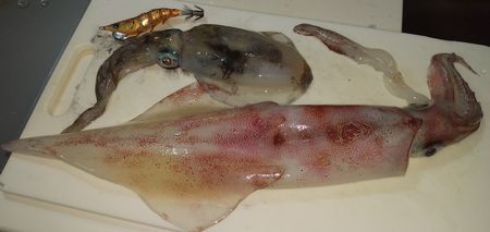 ♪♪ 胴長40センチ近いケンサキをオカッパリで ♪♪ ♪♪ 胴長40センチ近いケンサキをオカッパリで ♪♪