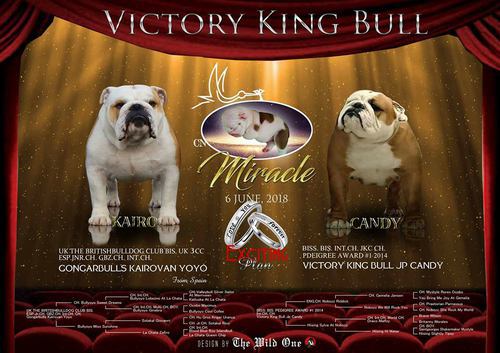 VICTORY KING BULL Miracle VICTORY KING BULL Miracle