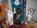 Tom-ko☆ ａｎｄ ｈer  ｆａｍｉｌｙ