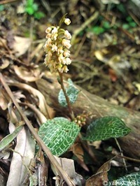 海森学校 低登山