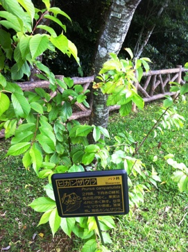 彼岸桜