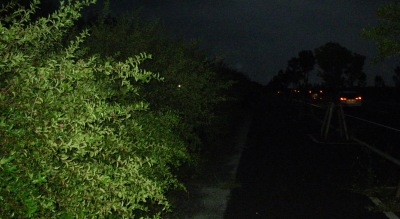 ♪♪ こんな夢のある散歩道が沖縄にありました。 ♪♪