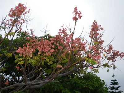 ☆☆ 遠目から見ると、沖縄にも見事な紅葉か? ☆☆