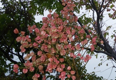 ☆☆ 遠目から見ると、沖縄にも見事な紅葉か? ☆☆