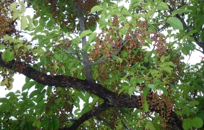 ☆☆ 遠目から見ると、沖縄にも見事な紅葉か? ☆☆