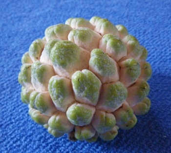 ♪♪ えっ~ この味 この甘さ なんで~ ♪♪
