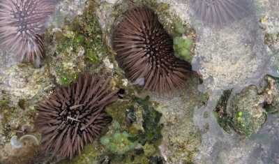 ♪♪ だいすき 沖縄の海 最高 ♪♪