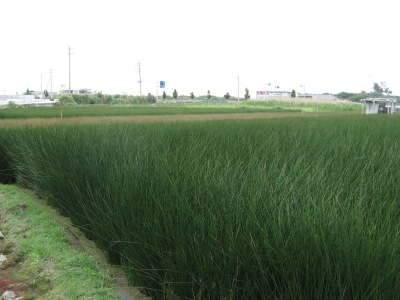 ☆☆ 照間のイグサって有名なんですね ☆☆