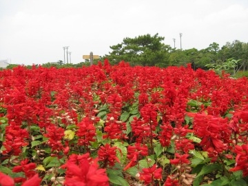 ♪♪ メタボ改善の場は沖縄県総合運動公園で!! ♪♪