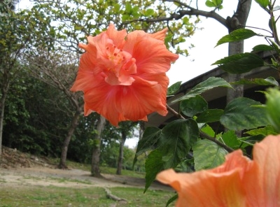 ♪♪ メタボ改善の場は沖縄県総合運動公園で!! ♪♪