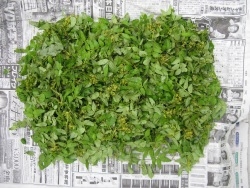 ♪♪ うれしい~ 大好物の山菜が いっぱい ♪♪