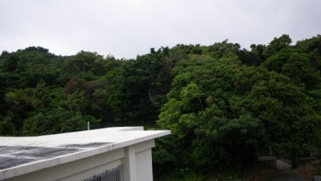 ☆☆ えっ~なに~ 最近なぜか夕方からギぇーギぇーと鳴く ☆☆