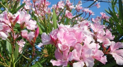 ♪♪ 今、何処でもキョウチクトウの花が満開ですね ♪♪