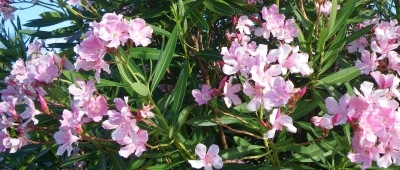 ♪♪ 今、何処でもキョウチクトウの花が満開ですね ♪♪