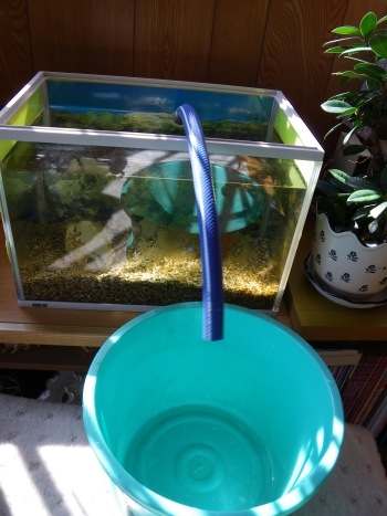 ♪♪ 水槽で魚飼うのも 手間が大変 ♪♪