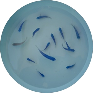♪♪ 水槽で魚飼うのも 手間が大変 ♪♪