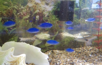 ♪♪ 水槽で魚飼うのも 手間が大変 ♪♪