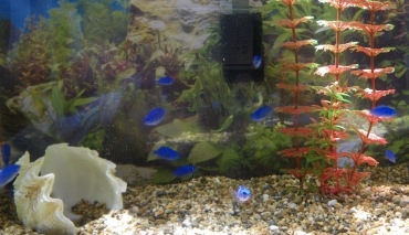 ♪♪ 水槽で魚飼うのも 手間が大変 ♪♪