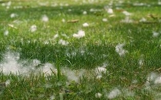 ♪♪ ええっ~ トックリキワタの種から新芽が… ♪♪